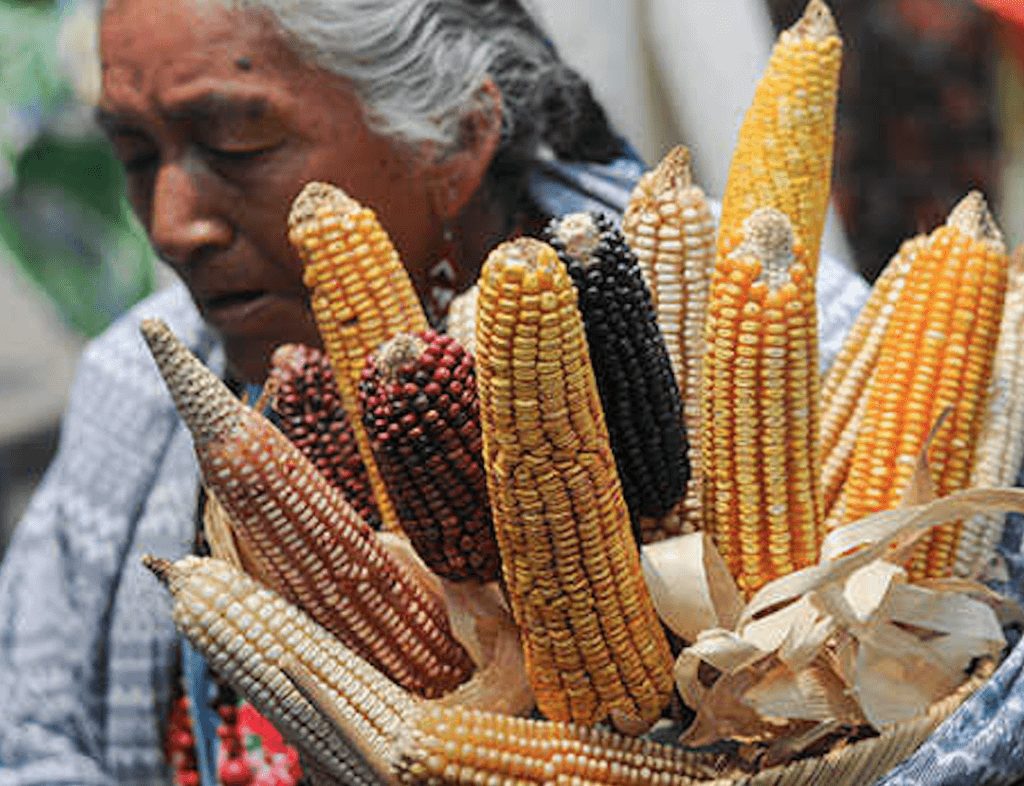 Mexico Scores Historic Legal Victory In Defense Of Native Corn The