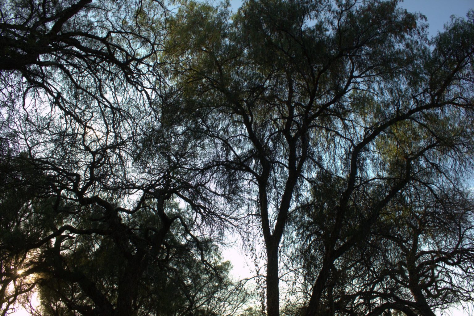 Defending Mesquite, the 'Tree of Life' - resilience